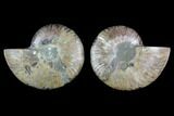 Sliced Ammonite Fossil - Agatized #124986-1